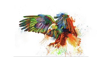 Rainbow Eagle, colorful, art, eagle, painted, bird, flight, USA, artistic, America, nature HD wallpaper