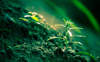 Grass, Macro, Surface, Lawn, Sprout HD wallpaper