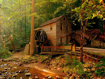 House deep in the forest, forests, nature HD wallpaper