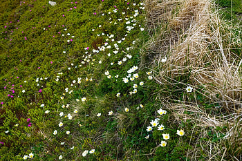Sisinel de munte, lflori, soare, natura, aer HD wallpaper