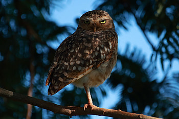 Predator, owl, bird, close up HD wallpaper