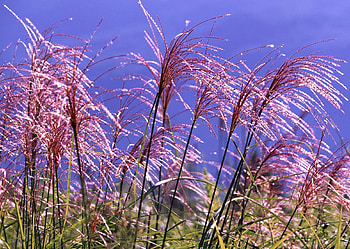 Shining Grass, shining, grass, nature, nice HD wallpaper