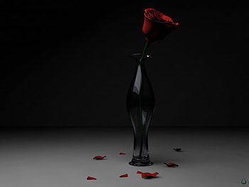 2 rose .jpg, rose, black, bud, petals, vase HD wallpaper