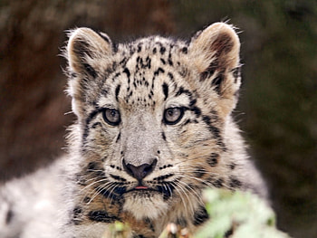 I'm so little:(, white, nature, tiger, animals HD wallpaper