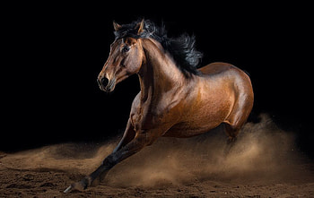 Horse, pretty, animals, lovely, beauty HD wallpaper