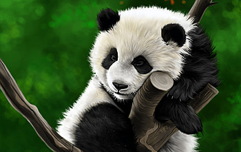 Drawing, Panda, Animal HD wallpaper