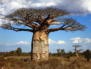 Baobab tree , Earth HQ, , Enchanting beauty HD wallpaper