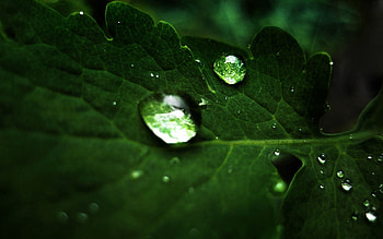 Drops, Plant, Macro, Sheet, Leaf, Shadow HD wallpaper
