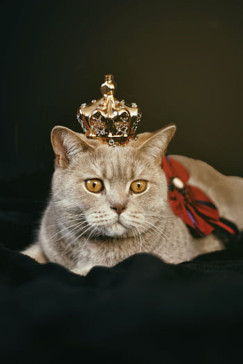 Charming British Shorthair cat wearing a crown, exuding royal elegance in a studio setting. HD phone wallpaper