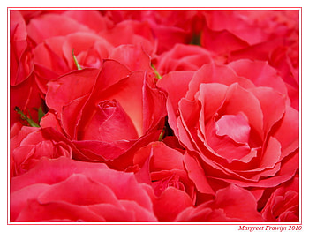 Flowers of Love, roses, love, red, flower HD wallpaper