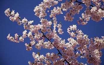 Sakura, cherry, blossoms, spring, tree HD wallpaper