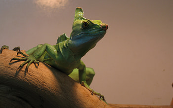 Basilisk, animal, lizard, macro HD wallpaper