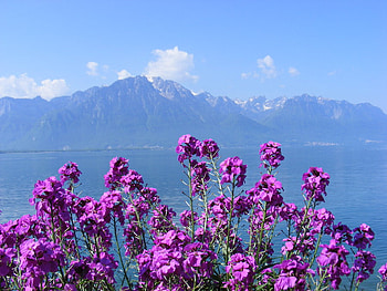 switzerland, purple, nature, flowers, mountain HD wallpaper