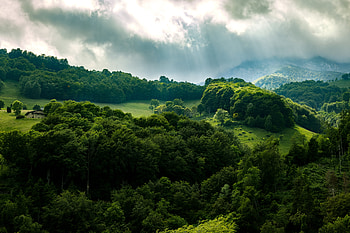 Nature, Trees, Sky, Beams, Rays, Forest HD wallpaper