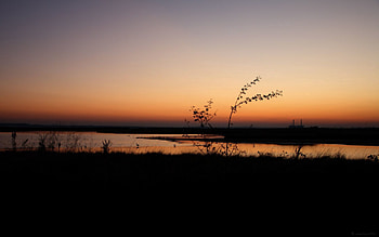 Nature, Bush, Outlines, Evening HD wallpaper