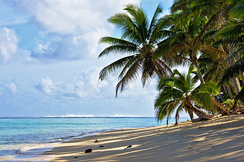 Nature, Sea, Beach, Palms, Coast HD wallpaper
