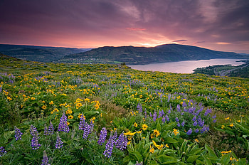 wild flowers, nature, flowers, wild, field HD wallpaper