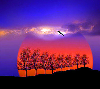 Gift of the day, blue sky, red sun, trees, flight, sunset HD wallpaper