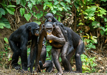 Bonobo, Ancient primate disease rediscovered, Lepra in chimpanzees, Unveiling primate secrets HD wallpaper
