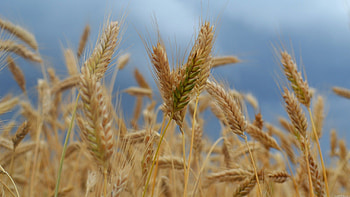 Macro, Field, Ears, Ripe, Spikes, Wind HD wallpaper