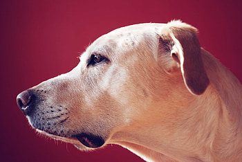 Animals, Dog, Muzzle, Sight, Opinion, Profile, Labrador Retriever HD wallpaper