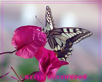 - Mother Nature -, sunshine, wonderful, pink, butterfly, light, flower, nature, fly, forever HD wallpaper