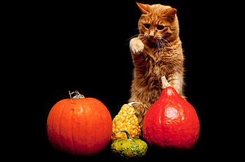 Animals, Background, Pumpkin, Cat HD wallpaper