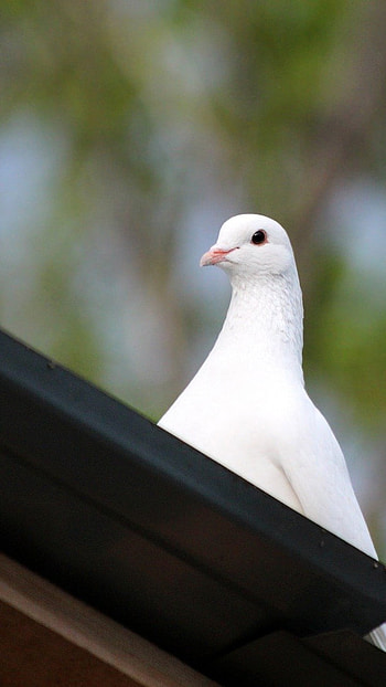 Bird, White Bird, Cute Bird, Pigeon HD phone wallpaper