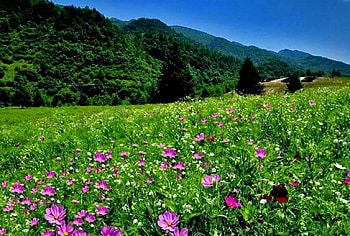 Mountain meadow, delight, peaks, nice, slope, meadow, beautiful, grass, fresh, mountain, summer, pretty, field, freshness, green, nature, flowers, lovely HD wallpaper
