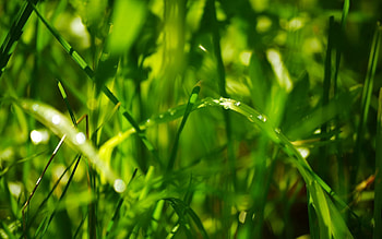 Nature, Grass, Leaves, Drops, Bright, Dew HD wallpaper