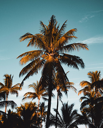 Nature, Sky, Palm, Branches, Tropics, Foliage HD phone wallpaper