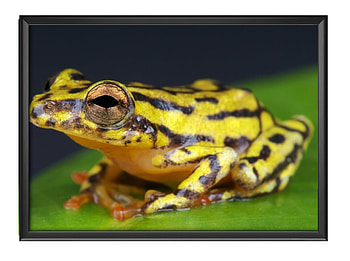 FRAMED FROGS, FROG, NATURE, FRAMED HD wallpaper