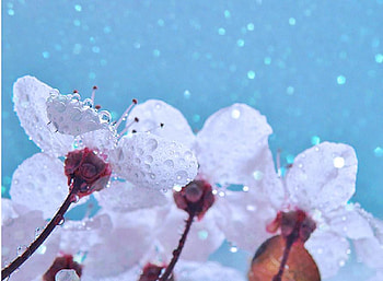 Glittering Beauty, blue, white, cute, nature, flowers, lovely, beauty, glittering HD wallpaper
