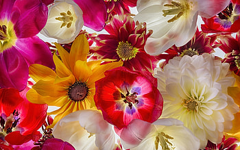 Flowers, carpet, white, skin, yellow, flower, red HD wallpaper