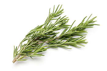 Freshpoint herbs, Rosemary, Herb HD wallpaper