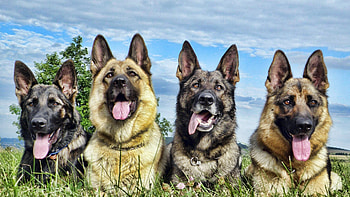 German Shepherd 4, german-shepherd, animals, dog HD wallpaper