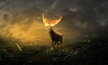Deer With Burning Horns, deer, artist, artwork, digital-art, artstation HD wallpaper