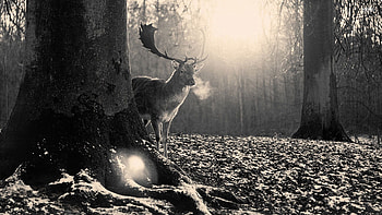 Deer in the forest, trees, leaves, forest, deer HD wallpaper