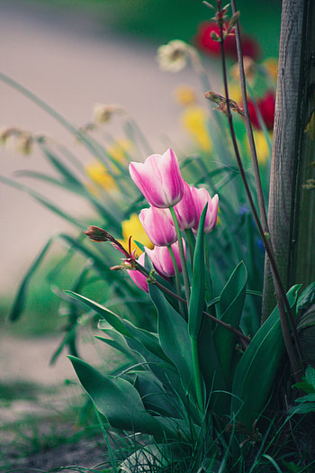 Flowers, Pink, Tulips, Bloom, Flowering, Flower Bed, Flowerbed HD phone wallpaper