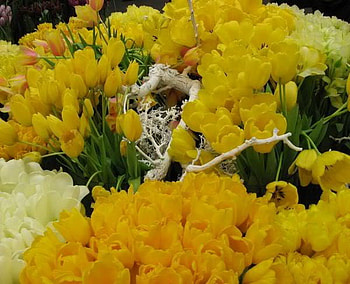 tulips, spring, yellow, flower HD wallpaper