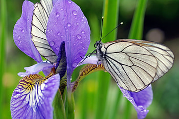 Iris and butterfly, summer, blue, white, iris, butterfly, flower, vara, insect, nature HD wallpaper