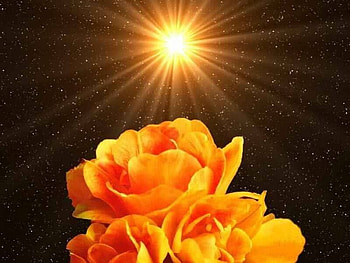 Floral Sunrise, golden flowers, sunrise HD wallpaper
