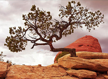 Tree in Rocks, cool, rocks, , tree HD wallpaper