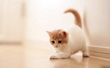 Cat | One Backgrounds . HD wallpaper
