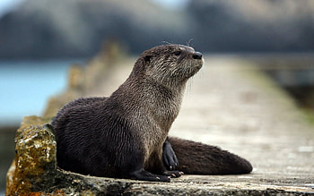 Animals, Muzzle, Animal, Otter, Wool HD wallpaper
