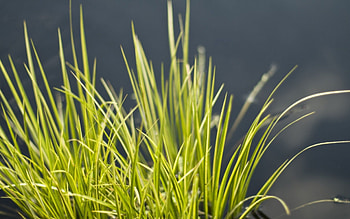 Nature, Grass, Vegetation, Beam, Bunch HD wallpaper