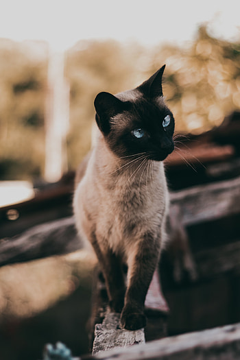 Animals, Cat, Pet, Sight, Opinion, Animal, Siamese HD phone wallpaper