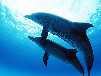 Animals, Dolfins, Sea HD wallpaper