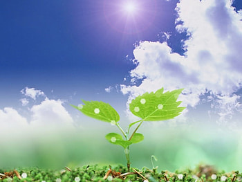 Lone Leaf Between a World, greenish, leaf, sky, smooth HD wallpaper