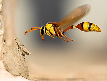 Wasp , Insect beauty, Nature's tiny warriors, resolution HD wallpaper